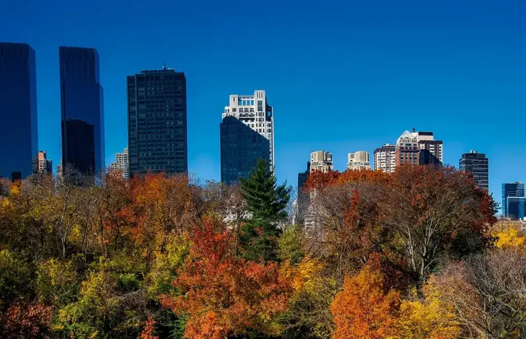 fall trees with high rise buildings in background