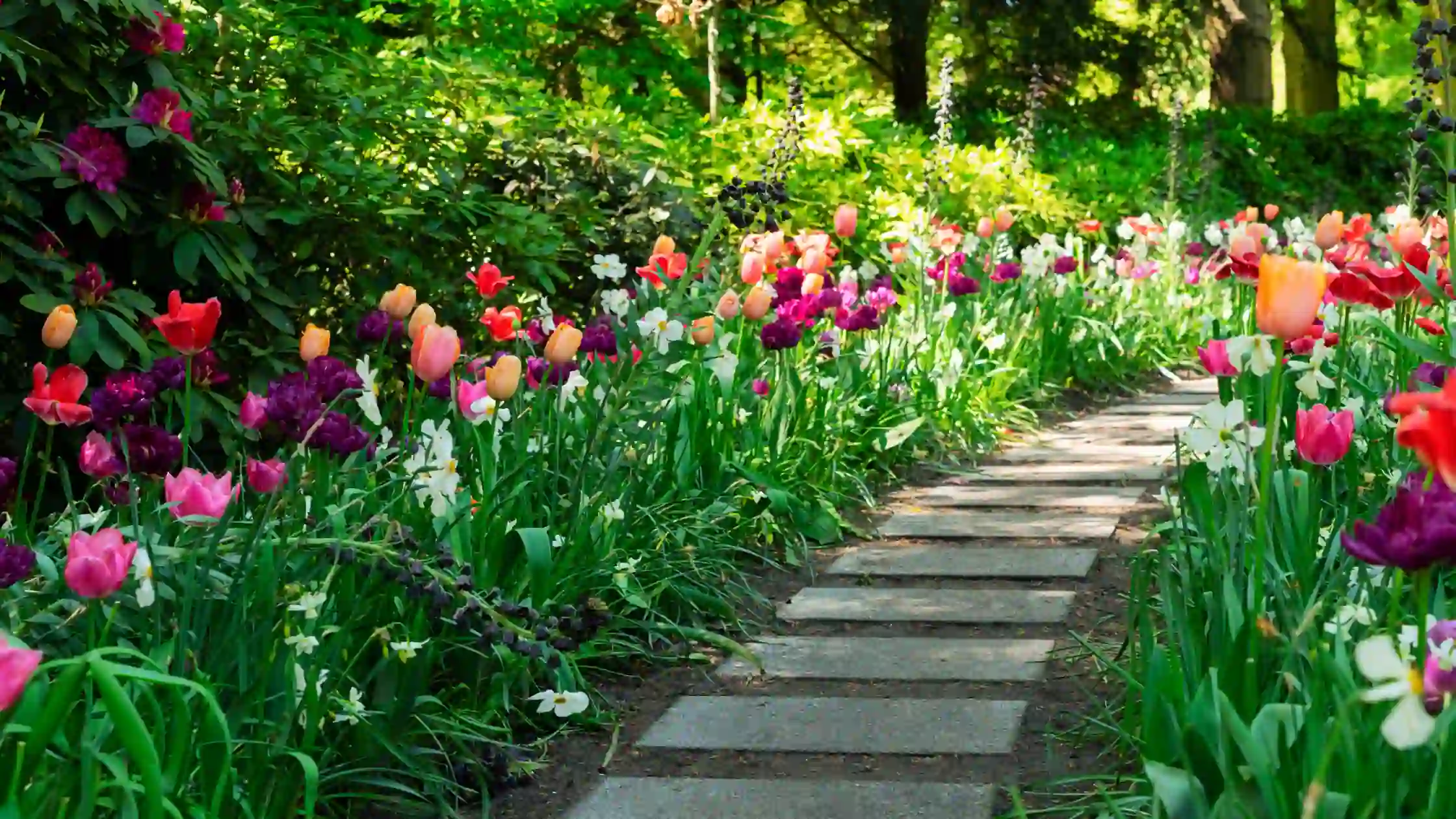 garden pathway with tulips